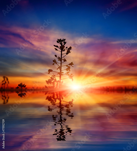 plant on sunset background with water reflection
