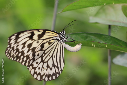 Large Tree Nymphs(Paper Kite,Rice Paper) butterfly and eggs,a beautiful butterfly is laying eggs under the green leaf © qaz1235