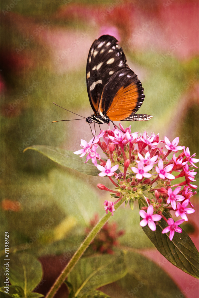 Obraz premium Pretty Butterfly