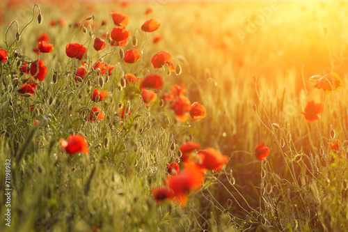 Fototapeta Naklejka Na Ścianę i Meble -  poppies