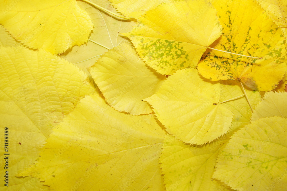 background of yellow fallen leaves