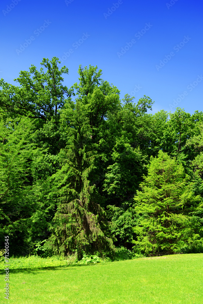 Beautiful park outdoors