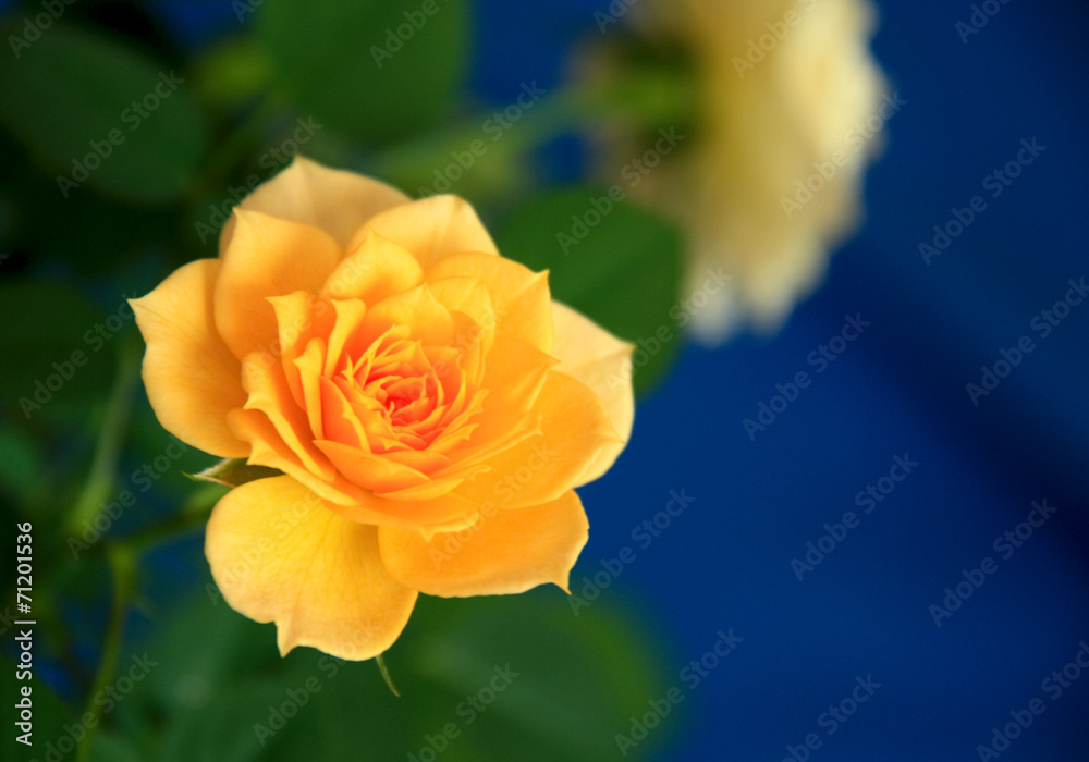 Obraz premium Beautiful flowers delicate rose.