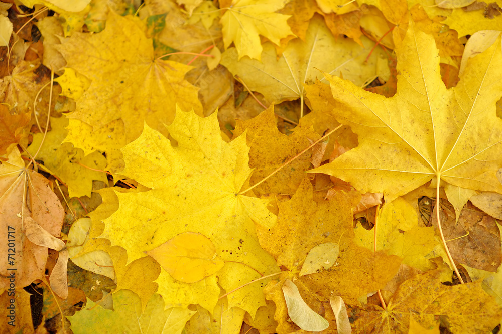 Obraz premium Autumn yellow leaves