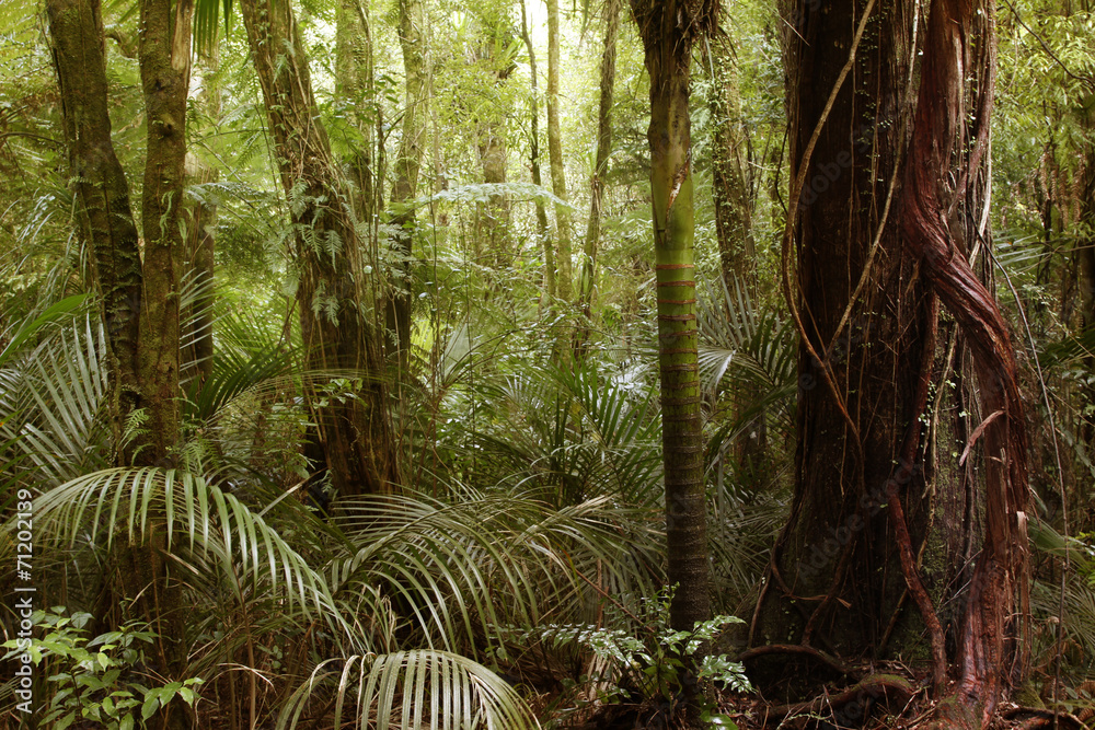 Obraz premium Jungle