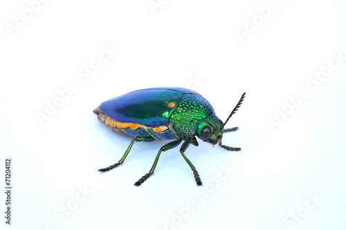 Jewel beetle isolated on white background