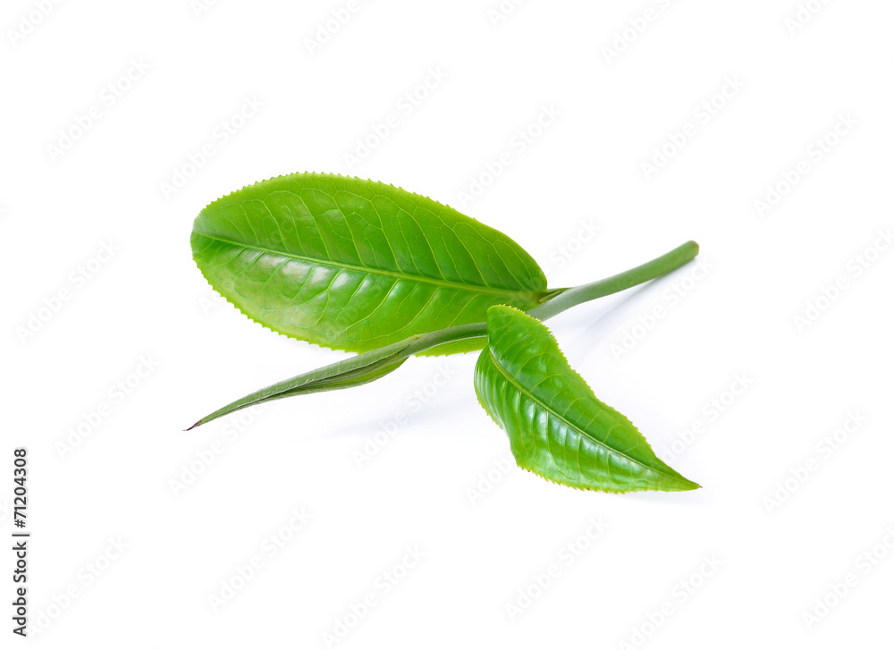Obraz premium Green tea leaf isolated on white background