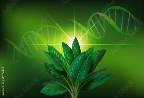 A plant