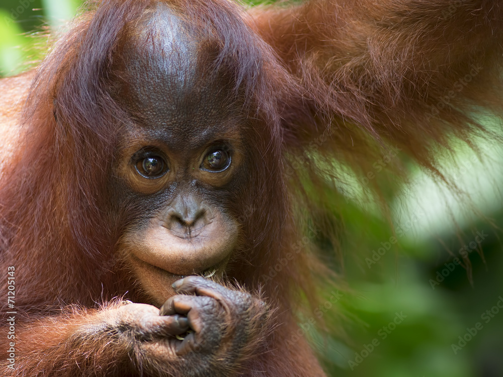 Naklejka premium Borneo Orangutan