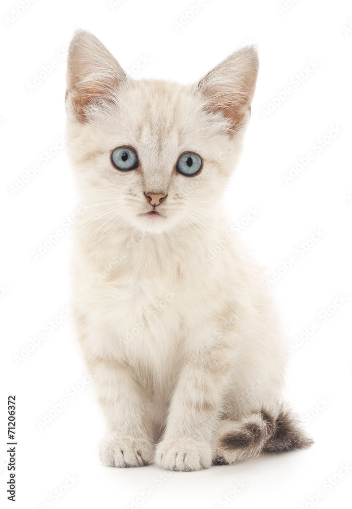 Kitten on a white background Kitten on a white background