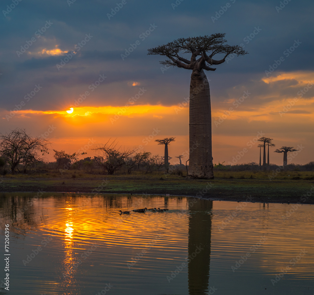 Obraz premium Zachód słońca nad aleją baobabów, Madagaskar.