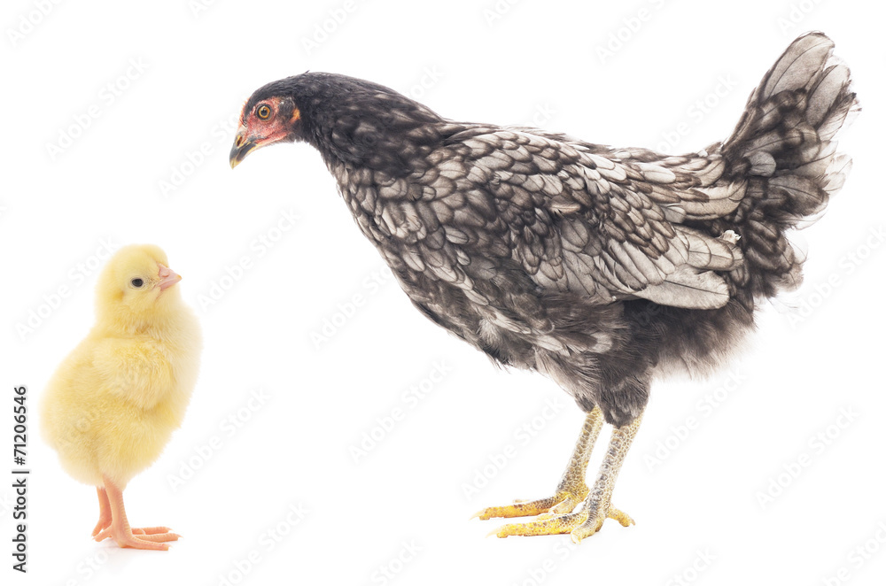 Hen and Chicken