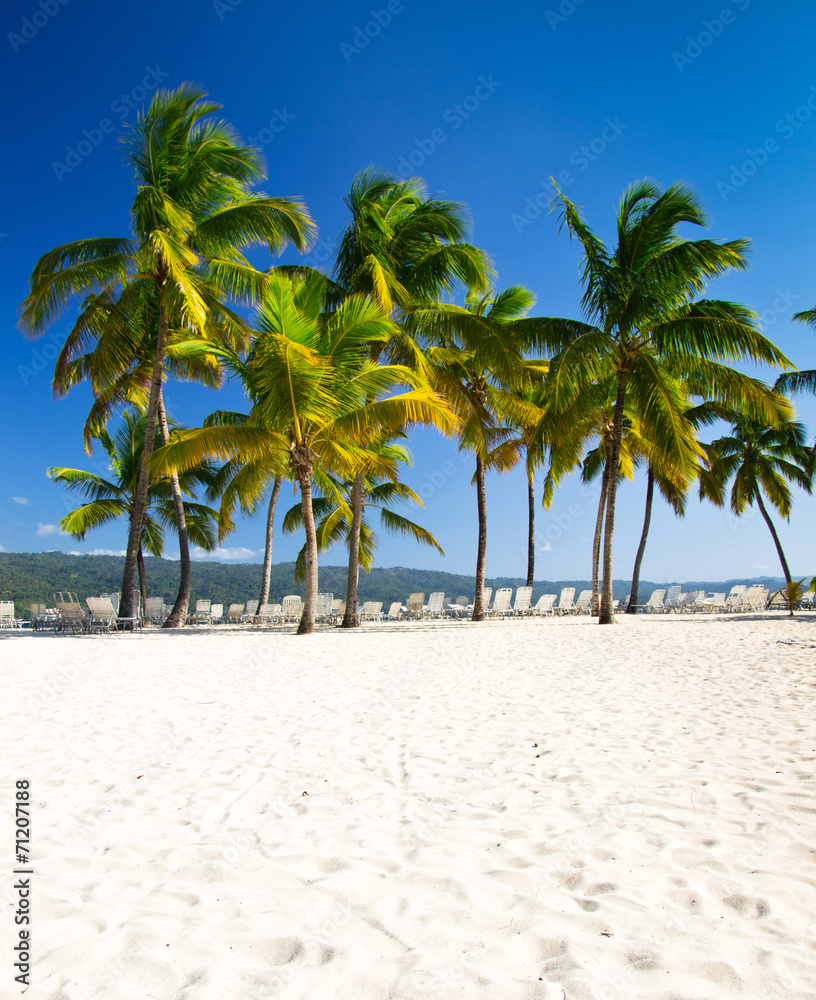 palms and beach