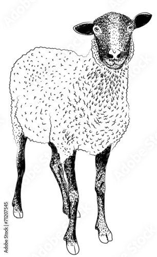 farm sheep