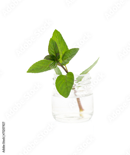 Mint in glass isolated on white.