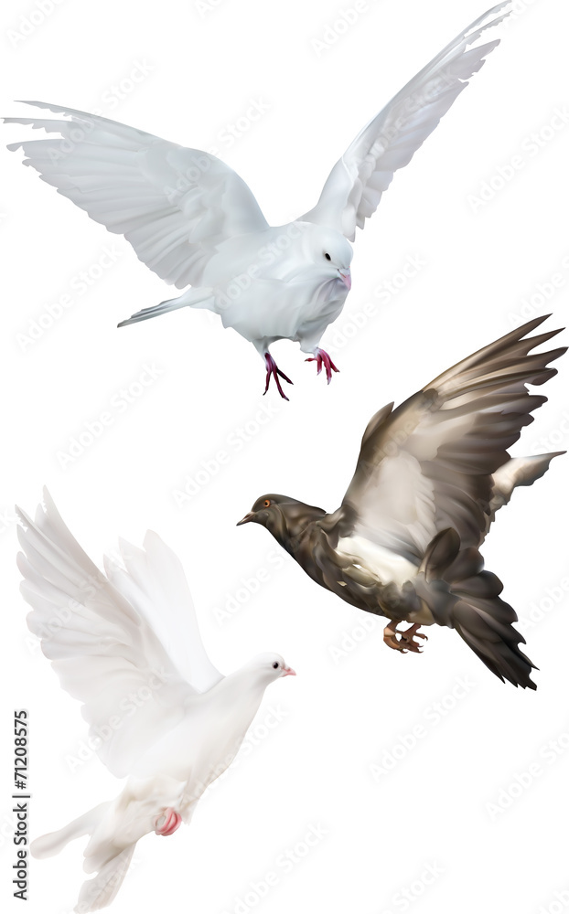 Obraz premium three pigeons isolated on white illustration