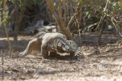 Komodo Dragon