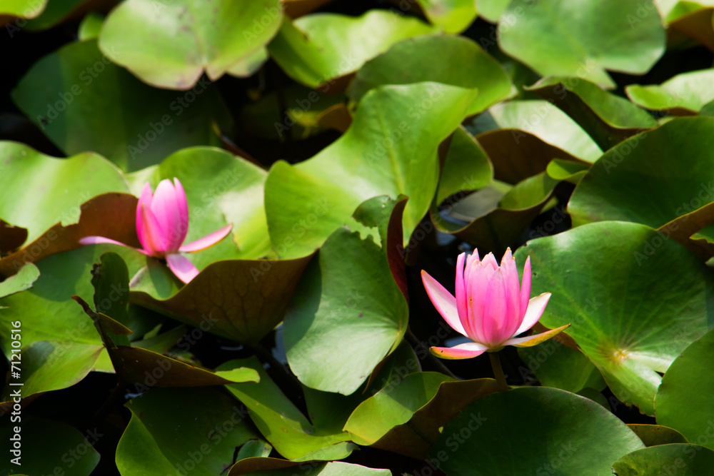 Red water lily Red water lily