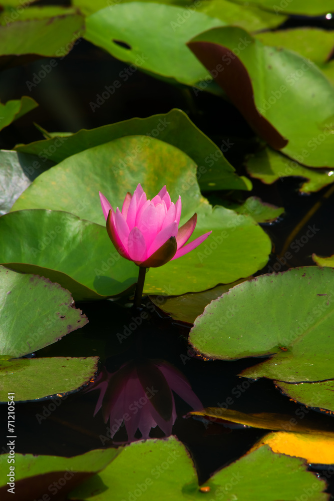 Red water lily Red water lily