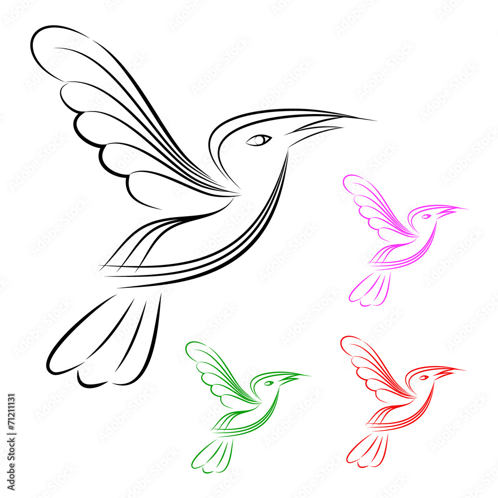 bird in white background