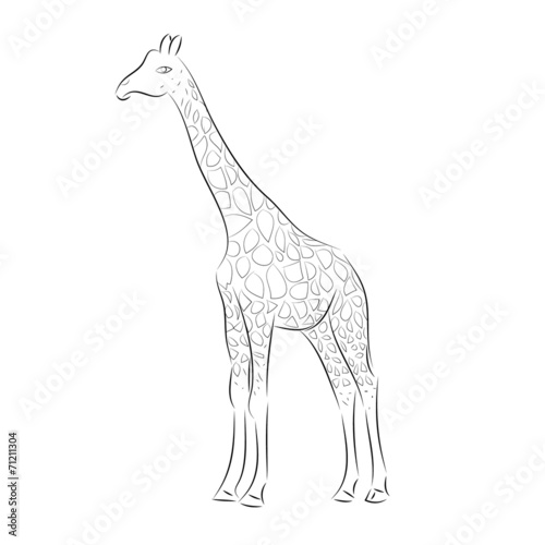Giraffe Line Art Illustrations