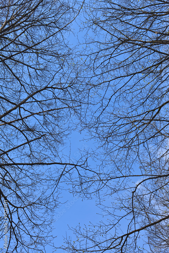 Obraz premium Silhouette of branches of a tree on background blue sky