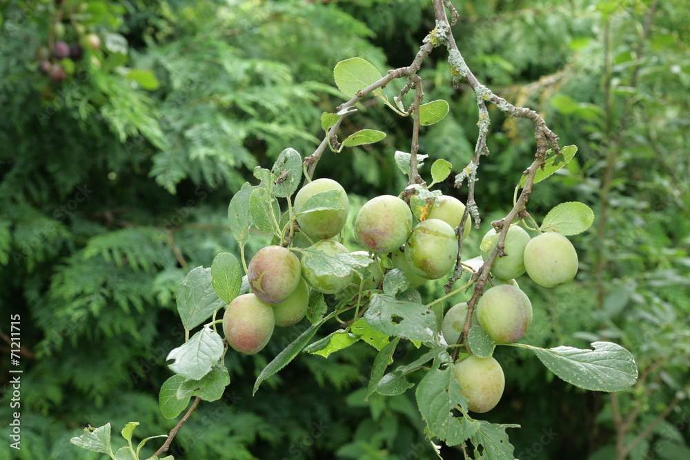 Obraz premium Prunier