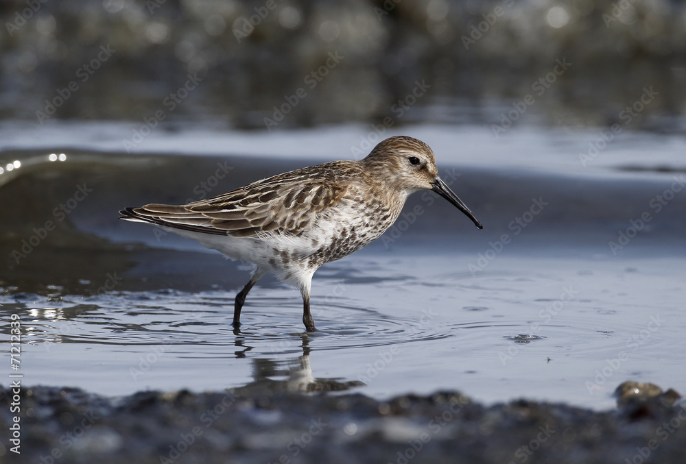 Dunlin, Calidris alpina Dunlin, Calidris alpina
