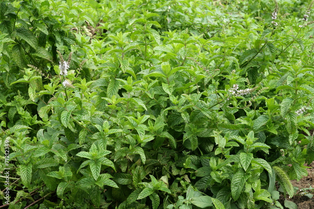 Menthe Menthe