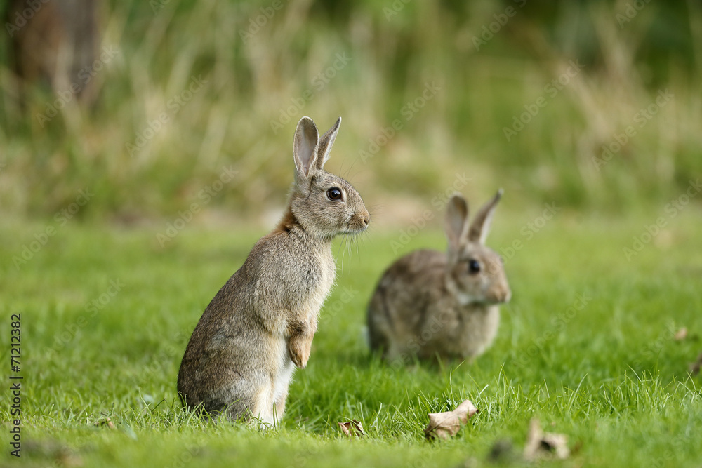 Fototapeta premium Rabbit, Oryctolagus cuniculus