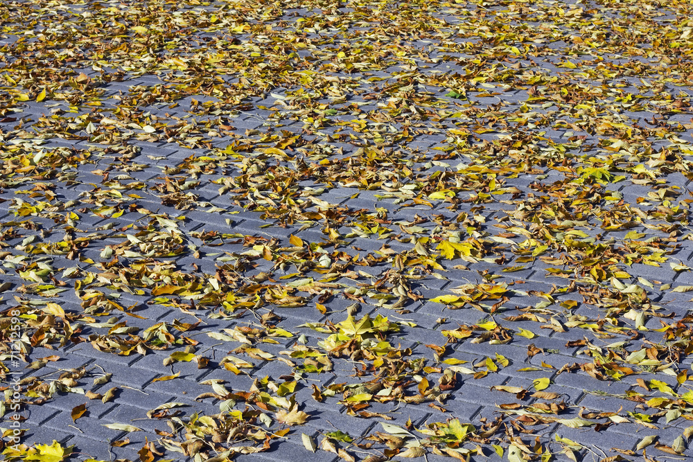 American maple leaves