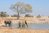 Elephants at Okaukeujo waterhole