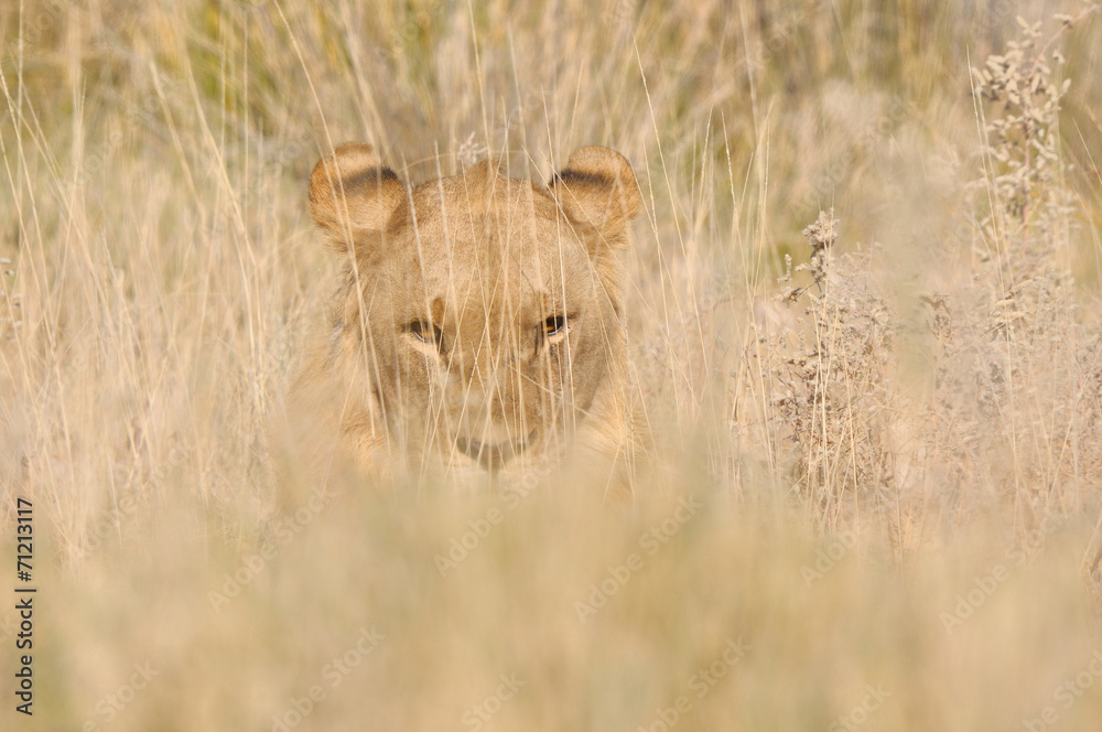 Fototapeta premium Lion hiding in the grass