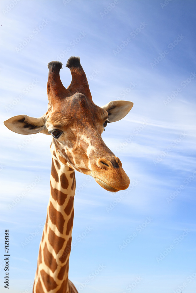 Fototapeta premium Giraffe closeup portrait with blue sky as background