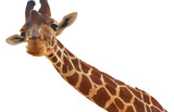 Giraffe closeup portrait isolated on white background