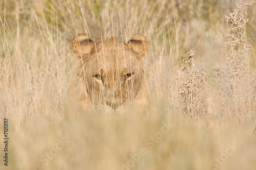 Lion hiding in the grass