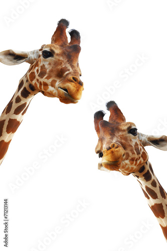 Couple of giraffes closeup portrait isolated on white background