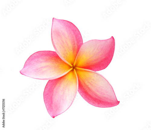 Frangipani flower isolated on white