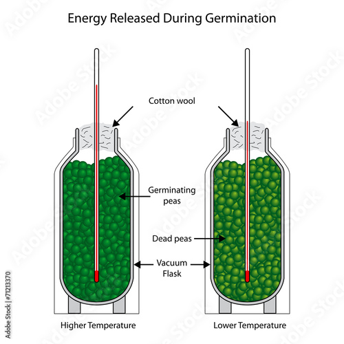 Energy released during germination of peas