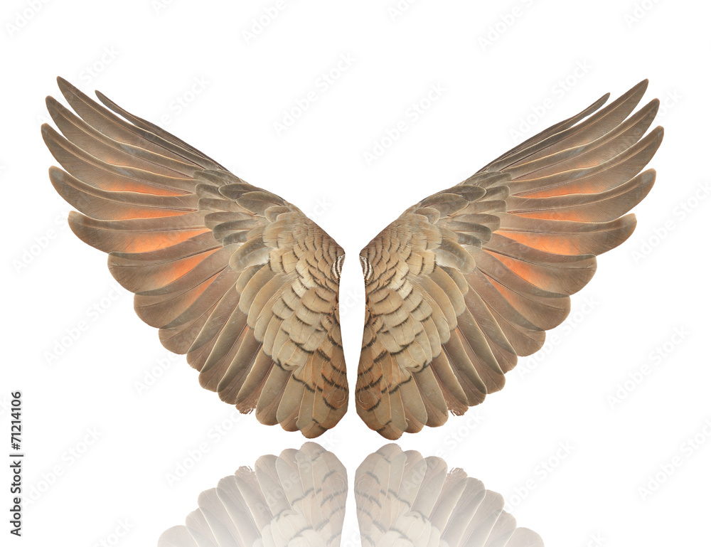 Pinion on the sprawling white Pinion on the sprawling white