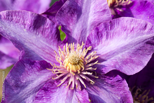 Fototapeta Naklejka Na Ścianę i Meble -  Purple clematis flower