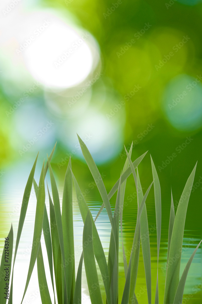 Fototapeta premium grass on green background