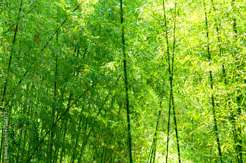 Phyllostachys bambusoides, Poaceae, edible, Japan photo