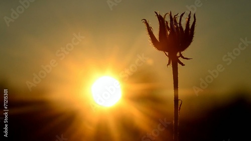dry plant