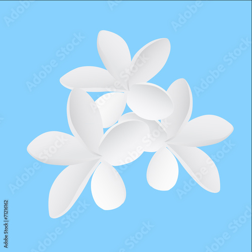 illustration Frangipani flower