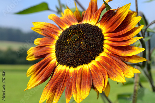 mehrfarbige Sonnenblume photo