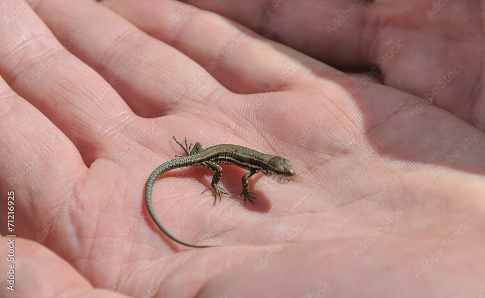 Obraz premium baby lizard