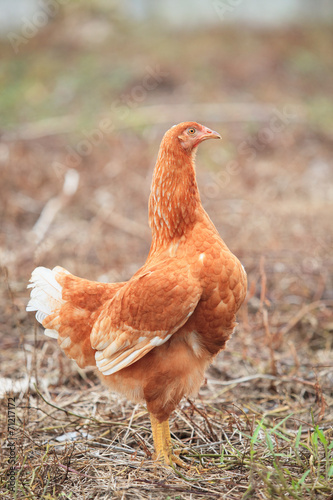 brown hen chicken standing in field use for farm animals, livest photo