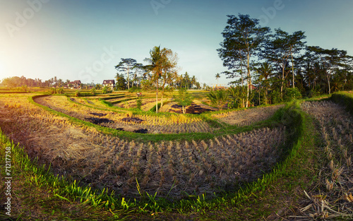 Field of Rice