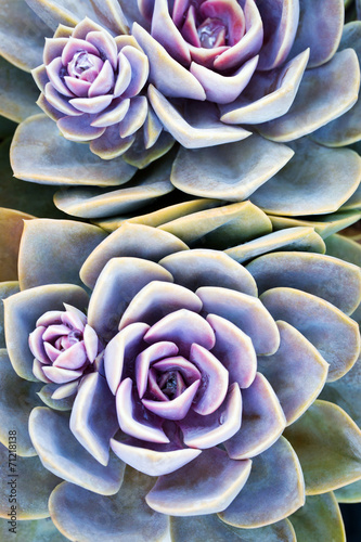Fototapeta Naklejka Na Ścianę i Meble -  Succulent plant